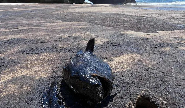  La contaminación de petróleo en los peces puede repercutir en la salud humana, a largo plazo. Foto: Kike Basurto   