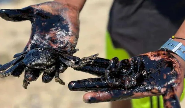  Así quedaron diversas especies marinas tras el derrame de petróleo en Lobitos.   