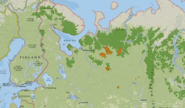  Rusia alberga la mayor parte del bosque boreal, un ecosistema vital para el equilibrio ambiental del planeta. Imagen: Forests Forward.    