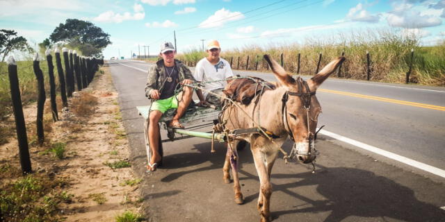  Desde 2017, Brasil tiene un tratado sobre la exportación de burro con el gigante asiático. Foto: China Dialogue.    