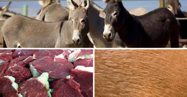  El Midagri confirmó que la exportación de carne de burro y sus derivados a China comenzaría el 1 de julio de 2024. Foto: Agro Perú Informa.    