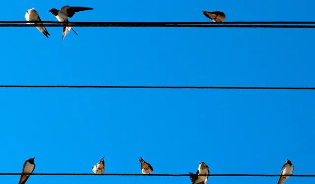  Las palomas (y otras aves) no se electrocutan cuando se posan en cables eléctricos porque sus cuerpos no generan un circuito eléctrico. Foto: Factor Eléctrico   