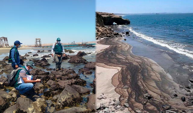  Así quedaron diversas especies marinas tras el derrame de petróleo en Lobitos. Foto: LR   