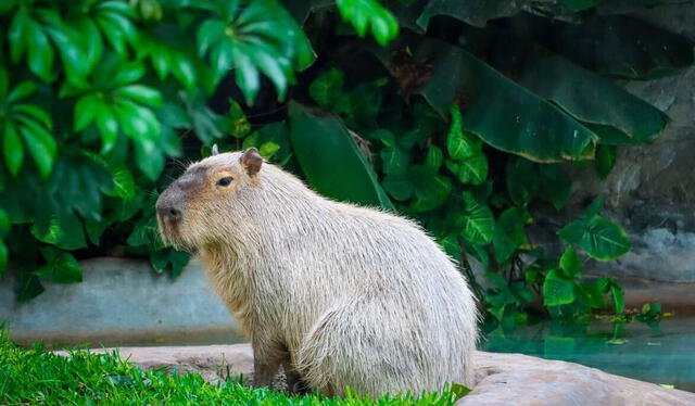 Los capibaras comparten su entorno con el venado rojo y el lobo de río. Foto: Parque de las Leyendas.   