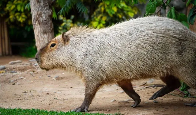 Wilson se ubica en la zona selva del Parque de las Leyendas y atrae a multitudes de visitantes. Foto: Parque de las Leyendas   