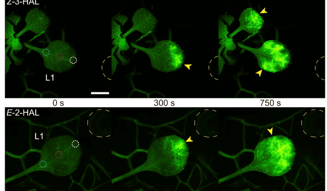  El video muestra como las plantas realizan procesos químicos para comunicarse ante la amenaza de una oruga. Foto: Nature   