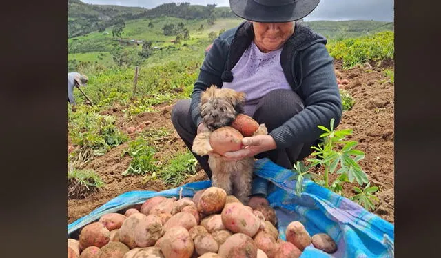 Clip es viral. Foto: TikTok   