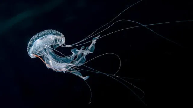  Este hallazgo abre un nuevo campo de estudio sobre la longevidad. Foto: National Geographic   