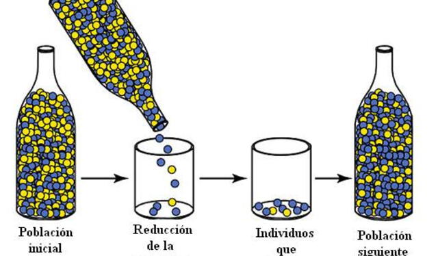  El cromosoma 2, característico de los humanos modernos, se originó durante el cuello de botella evolutivo debido a la fusión de dos cromosomas ancestrales. Foto: Wikipedia.    