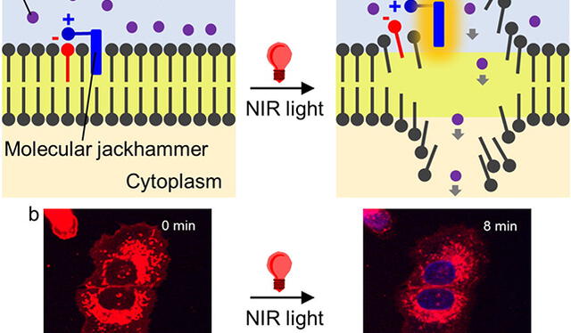  El mecanismo de vibración destruye a las células cancerígenas. Foto: Nature   