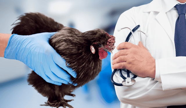  El virus H5N1, responsable de la gripe aviar, tiene su origen en aves infectadas. Foto: Posta México   