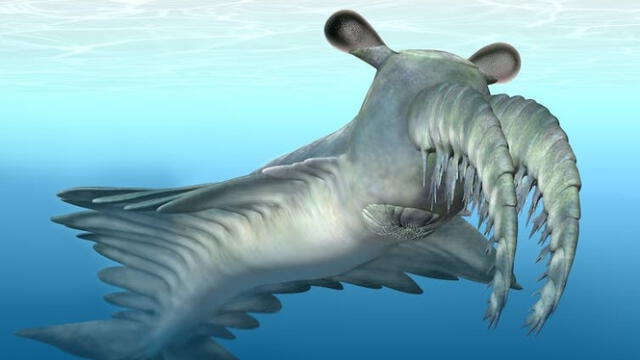  Dulcibella camanchaca se caracteriza tanto por su comportamiento depredador como por su morfología. Foto: The Us Sum   