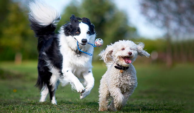  El experimento en los perros se realizó con tres miembros de su familia donde reconocieron a sus dueños al hablar. Foto: Fanáticos de las mascotas   