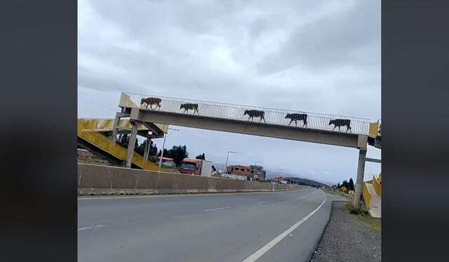 Clip es viral. Foto: TikTok    