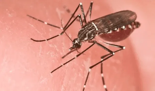 Zancudo. La hembra del Aedes aegypti transmite el virus.   