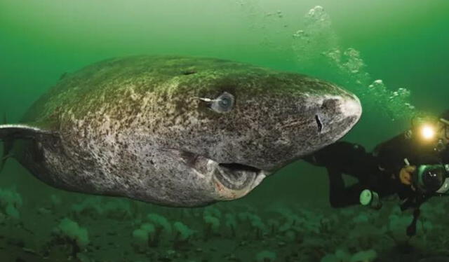  La dificultad de acceso a este tiburón hace que esté poco estudiado en comparación a las otras especies de tiburones. Foto: EL PAÍS Uruguay.    