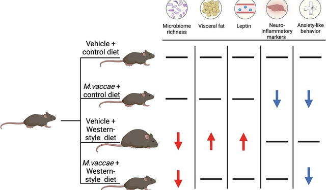  Ratones vacunados y alimentados con una dieta poco saludable no presentaron aumento significativo de peso ni grasa "mala". Foto: Brain, Behavior, and Immunity    