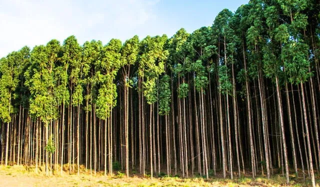  Plantación de eucalipto. Foto: Google   