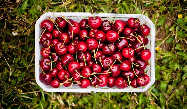 Se espera un aumento del 50% en la producción de cerezas en Chile para la temporada 2024-2025, superando las 650 mil toneladas. Foto: Marca Chile   