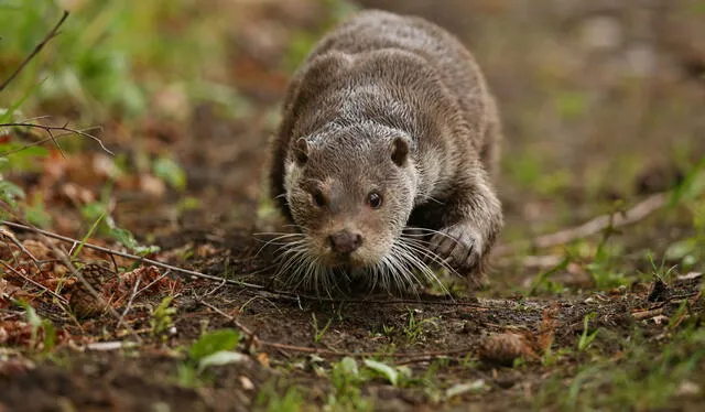  La nutria descubierta en Perú habita en las regiones de Tumbes y Piura, conocidas por su riqueza en biodiversidad. Foto: El Cronista   