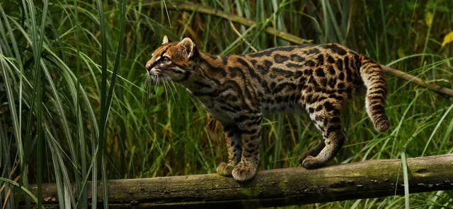  Este tigrillo se ubica en los bosques de Costa Rica, al sur hacia Perú, Bolivia, Argentina y Colombia. Foto: Mongabay Latam.    