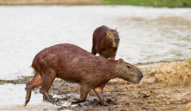  Los capibaras son animales herbívoros, semiacuáticos y sociales que habitan en América del Sur, principalmente en zonas cercanas a ríos, lagos, pantanos y otras áreas húmedas. Foto: World Wildlife Fund   