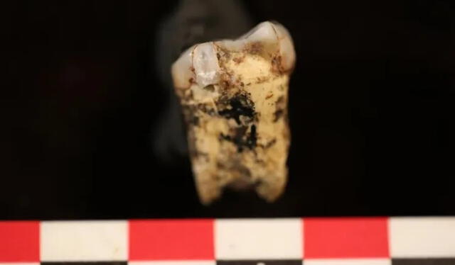  Uno de los dientes extraídos a siete individuos de Australopithecus fue examinado con el objetivo de buscar indicios sobre si incluían carne en su dieta. Foto: Tina Lüdecke.   