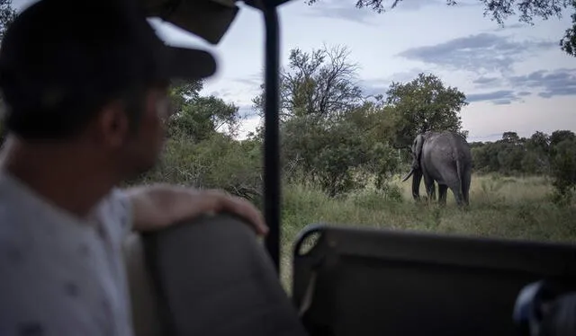  Los hechos ocurrieron en el Parque Nacional Kruger, Sudáfrica. Foto: AFP   