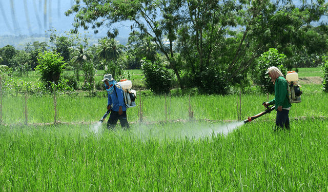  El uso excesivo de pesticidas en Perú ha generado alerta entre los consumidores. Foto: Dialogue Earth   