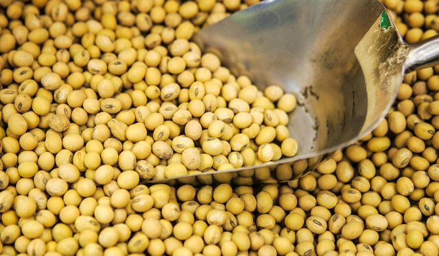 Soy is the main export product of the United States to China, with a value of US $ 18,000 million in 2022. Photo: China Business News   