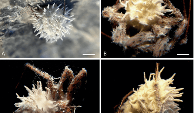  Arañas atacadas por el hongo Gibellula attenboroughii. Foto: Fungal Systematics and Evolution   