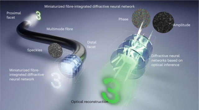 Esta tecnología permite realizar endoscopias en tiempo real y mejorar el diagnóstico de enfermedades cerebrales mediante imágenes de alta resolución. Foto: Nature Photonics Esta tecnología permite realizar endoscopias en tiempo real y mejorar el diagnóstico de enfermedades cerebrales mediante imágenes de alta resolución. Foto: Nature Photonics