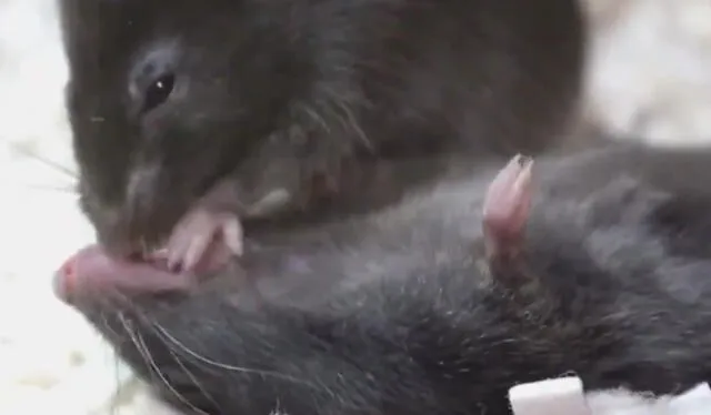  Ratón intenta reanimar a su compañero de jaula que estaba bajo anestesia. Foto: Captura   