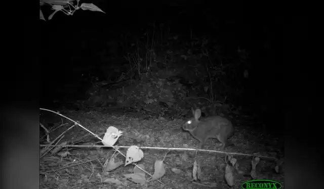  Un conejo de rabo blanco de Omiltemi captado por una cámara trampa durante la noche. Foto: Joe Figel   