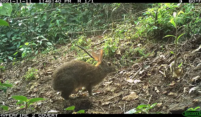  Un conejo de cola de algodón Omiltemi redescubierto en la Sierra Madre del Sur, una cadena montañosa en México. Foto: Joe Figel   