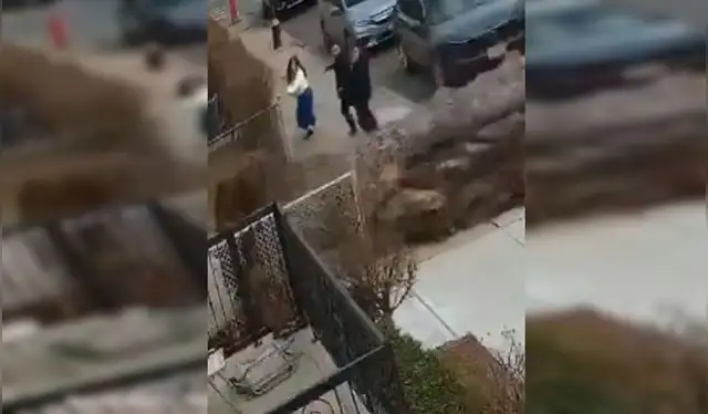  El árbol se desplomó justo al lado de la familia Kerstein mientras caminaban por las calles de Brooklyn. Foto: composición LR/@1010WINS   