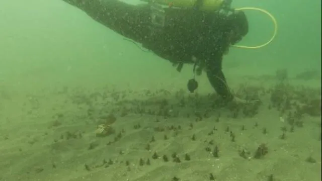  Investigadores de la Universidad Científica del Sur lideran este proyector con el propósito de recuperar la biodiversidad marina. Foto: Andina   