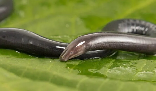  La&nbsp;culebrilla ciega&nbsp;se caracteriza por su tamaño reducido, hábitos subterráneos y una sorprendente facilidad para adaptarse. Foto: El Tiempo   