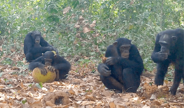 Los científicos utilizan cámaras y micrófonos a distancia para lograr monitorear a los chimpancés en su hábitat. Foto: Captura Los científicos utilizan cámaras y micrófonos a distancia para lograr monitorear a los chimpancés en su hábitat. Foto: Captura