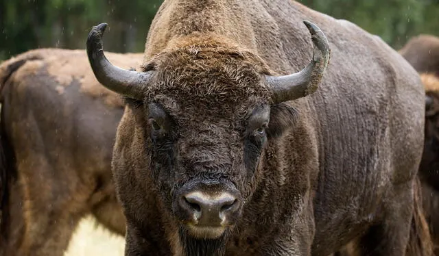 Los bisontes son animales de protección de América del Norte. Foto: El país Los bisontes son animales de protección de América del Norte. Foto: El país