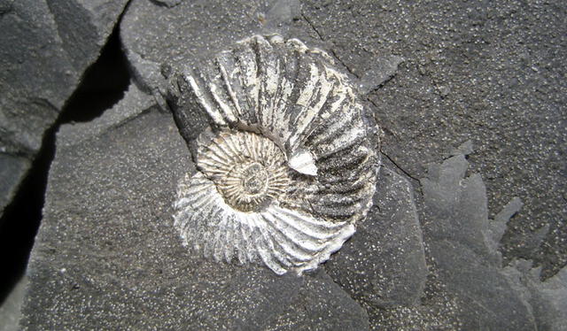 Esta región, rica en fósiles marinos del Período Pérmico, fue posteriormente enterrada y posteriormente elevada por la actividad tectónica. Foto: North Texas Fossils Esta región, rica en fósiles marinos del Período Pérmico, fue posteriormente enterrada y posteriormente elevada por la actividad tectónica. Foto: North Texas Fossils