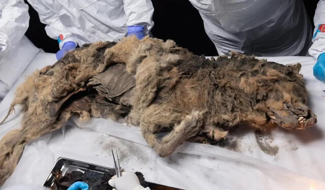 Este hallazgo en Siberia representa al único lobo pleistoceno completo encontrado hasta la fecha. Foto: North-Eastern Federal University Este hallazgo en Siberia representa al único lobo pleistoceno completo encontrado hasta la fecha. Foto: North-Eastern Federal University