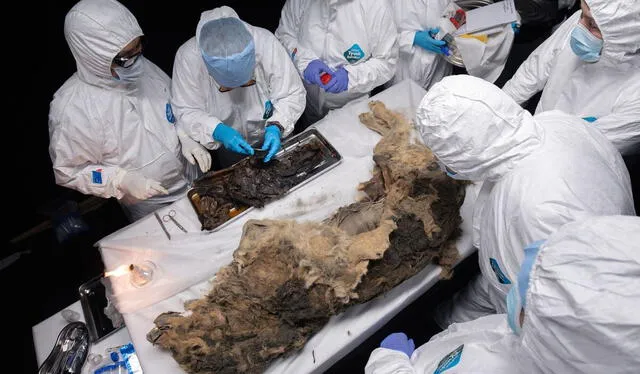 El análisis del ADN del lobo puede proporcionar datos cruciales sobre la evolución de los cánidos y cómo se adaptaron a los cambios climáticos. Foto: North-Eastern Federal University El análisis del ADN del lobo puede proporcionar datos cruciales sobre la evolución de los cánidos y cómo se adaptaron a los cambios climáticos. Foto: North-Eastern Federal University