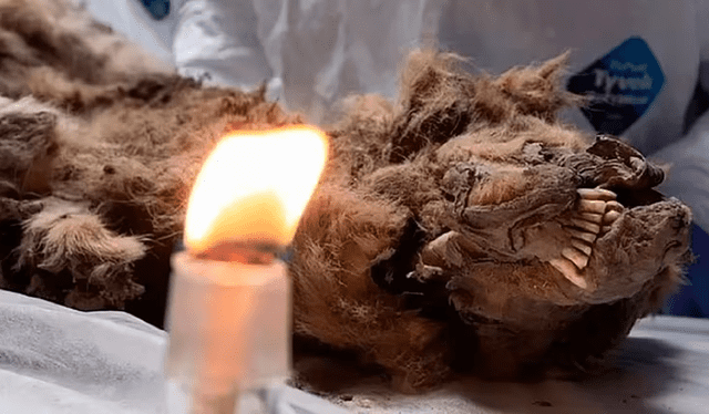 Antes de ser analizado en el Museo del Maut, el lobo fue encontrado en la República de Sajá. Antes de ser analizado en el Museo del Maut, el lobo fue encontrado en la República de Sajá.