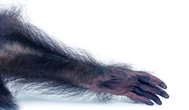 Los genes responsables del pelaje aun siguen presentes en los humanos. Foto: IStock<br><br> Los genes responsables del pelaje aun siguen presentes en los humanos. Foto: IStock<br><br>