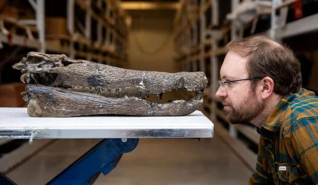 Randy Irmis, coautor del estudio frente a un cráneo fósil de Borealosuchus de las colecciones del Museo de Historia Natural de Utah. Foto: NHMU Randy Irmis, coautor del estudio frente a un cráneo fósil de Borealosuchus de las colecciones del Museo de Historia Natural de Utah. Foto: NHMU