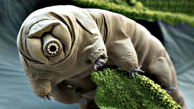 Los tardígrados son especies inmunes a los microplásticos por su tipo de aparato reproductor. Foto: Xataca Los tardígrados son especies inmunes a los microplásticos por su tipo de aparato reproductor. Foto: Xataca