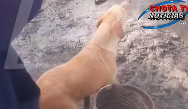 Usuarios en redes sociales se conmovieron con la historia del perrito y pidieron que lo ayuden o adopten. Foto: composición LR/ TikTok / @chotatvnoticias Usuarios en redes sociales se conmovieron con la historia del perrito y pidieron que lo ayuden o adopten. Foto: composición LR/ TikTok / @chotatvnoticias