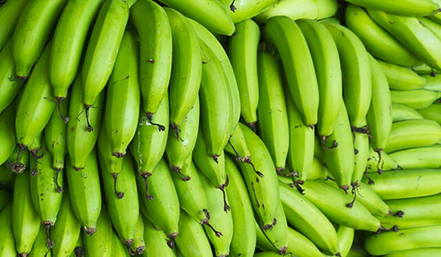 Este es el proceso de los plátanos antes de madurar Foto: Exporfrutamos Este es el proceso de los plátanos antes de madurar Foto: Exporfrutamos