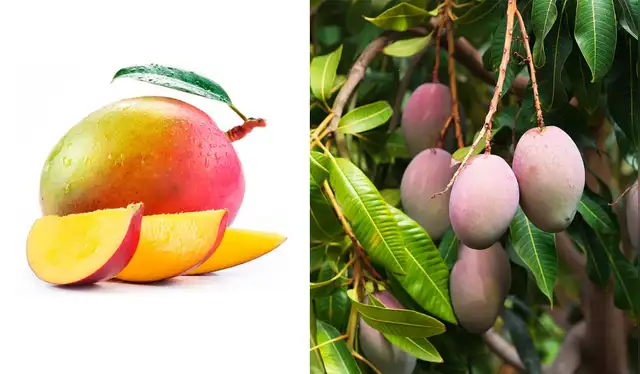 El manguero puede alcanzar alturas de hasta 30 metros y vivir más de un siglo. Foto: composición LR/ Britannica El manguero puede alcanzar alturas de hasta 30 metros y vivir más de un siglo. Foto: composición LR/ Britannica